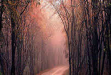 手机虎扑官网：电视剧都不敢演！网球女神为教练不顾一切，年赚五千万却甘受委屈.